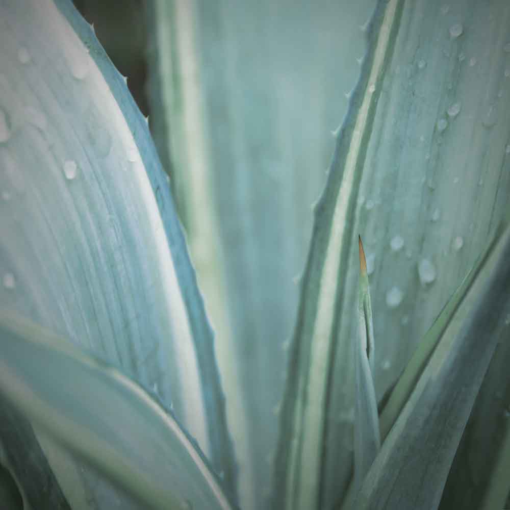 agave leaves